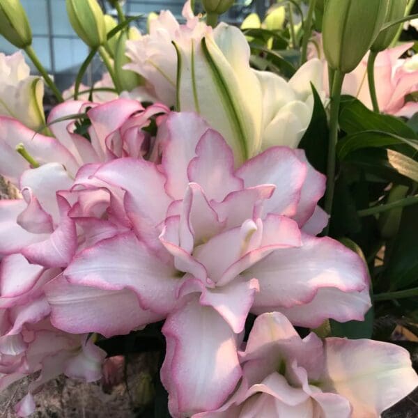 Pale pink ruffled lisianthus blooms