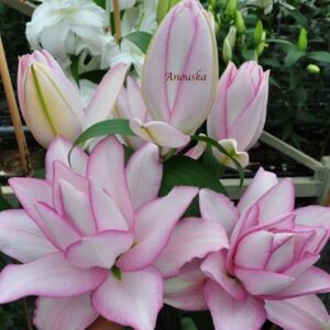 Soft pink and white double tulips