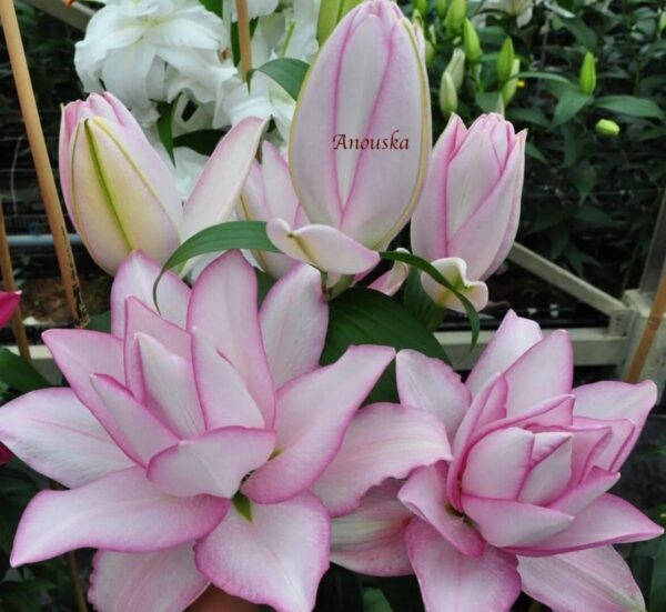 Soft pink and white double tulips