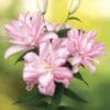 Pink double lilies bouquet against soft background