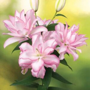 Pink double lilies bouquet against soft background