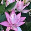 Pink layered lotus-like blooms with green leaves