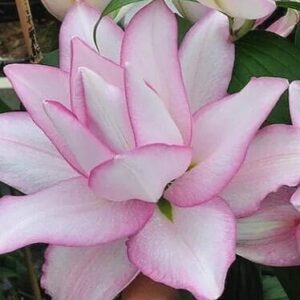 Double-layered white bloom with pink edges