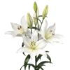 white lily flower bulb with fragrance