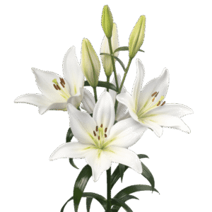 white lily flower bulb with fragrance