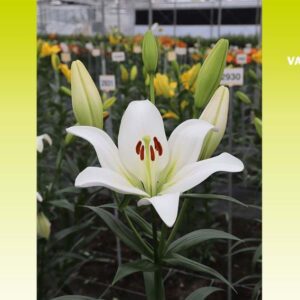 A white flower with red markings in the middle of it.