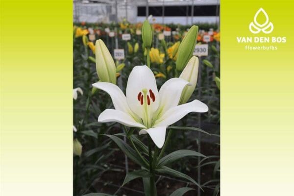 A white flower with red markings in the middle of it.
