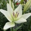 Lily bulb with white flowers for home gardens