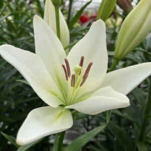Lily bulb with white flowers for home gardens