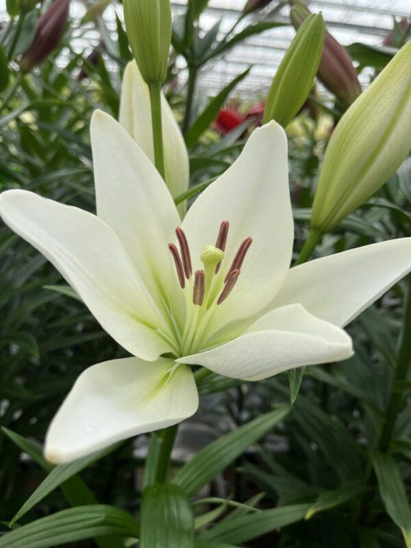 Lily bulb with white flowers for home gardens