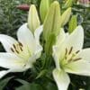White lilies with unopened green buds