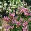 A close up of pink flowers in the grass.