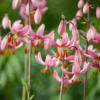 A close up of pink flowers with green leaves in the background