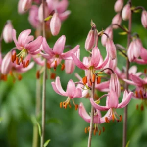 A close up of pink flowers with green leaves in the background