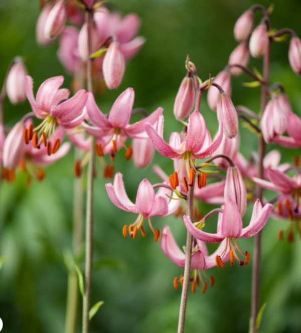 A close up of pink flowers with green leaves in the background