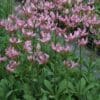 pink martagon lilies with recurved petals