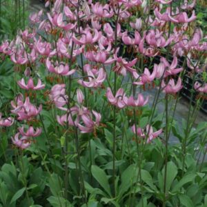 pink martagon lilies with recurved petals