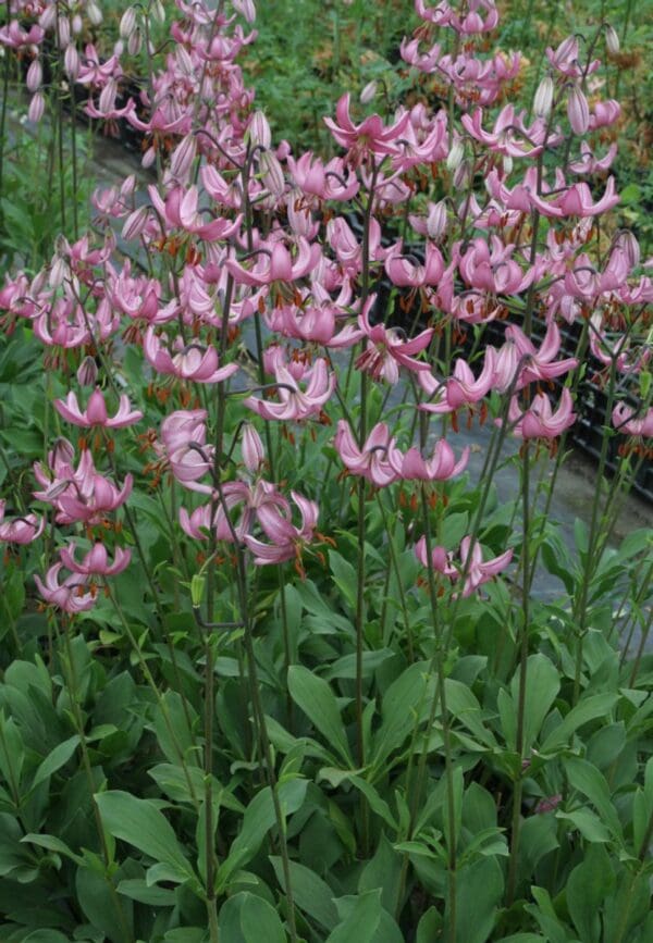pink martagon lilies with recurved petals