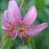 pink speckled lily with orange stamens