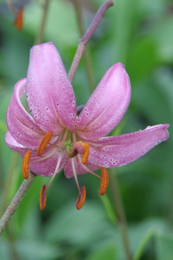 pink speckled lily with orange stamens