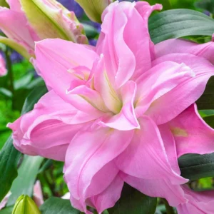 Layered pink double lily blossom close-up