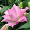 Double pink lily bloom with green buds
