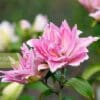 A close up of pink flowers with green leaves