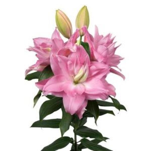 A pink flower with green leaves on it.