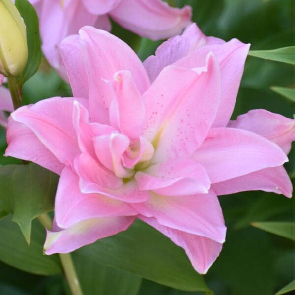 A pink flower with green leaves in the background.