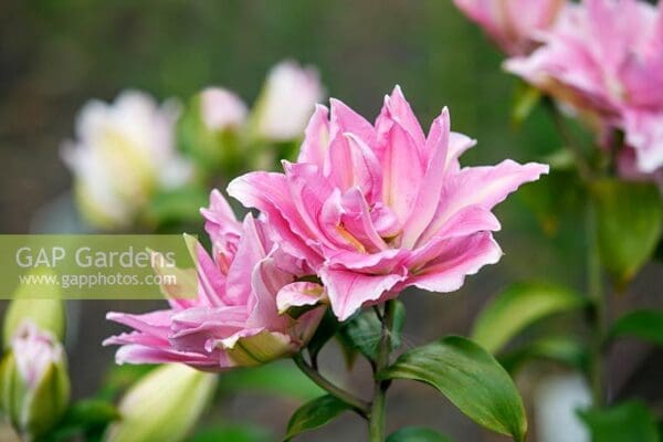 A close up of pink flowers with green leaves