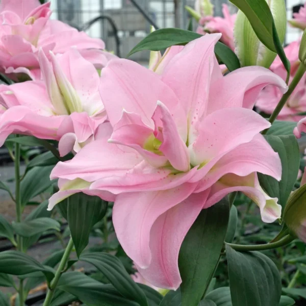 A close up of pink flowers with green leaves