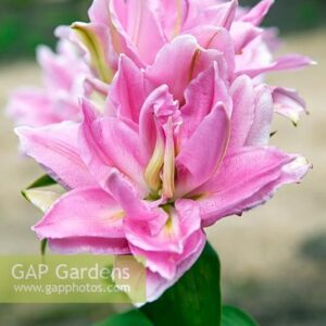 A close up of the flower of an azalea plant.