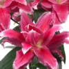 Close-up pink stargazer lily blossoms