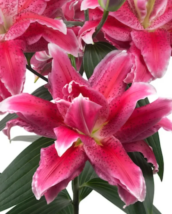 Close-up pink stargazer lily blossoms