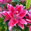 Vibrant pink double lily with green foliage