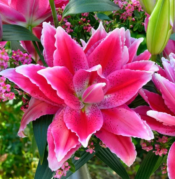 Vibrant pink double lily with green foliage