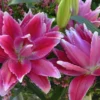 Pink double-petaled Oriental lilies with foliage