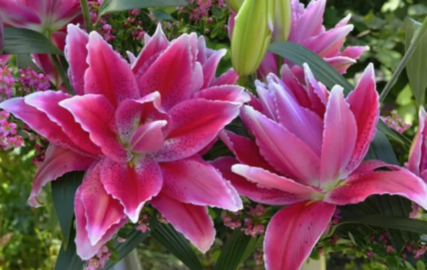 Pink double-petaled Oriental lilies with foliage