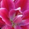 Close up of a beautiful pink doubleblast flower that is an Oriental fragrant bloom in the fall season