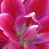 Close-up pink speckled stargazer lily bloom