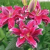 Cluster of vivid pink stargazer lilies