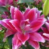 Close-up of vibrant pink ruffled lily