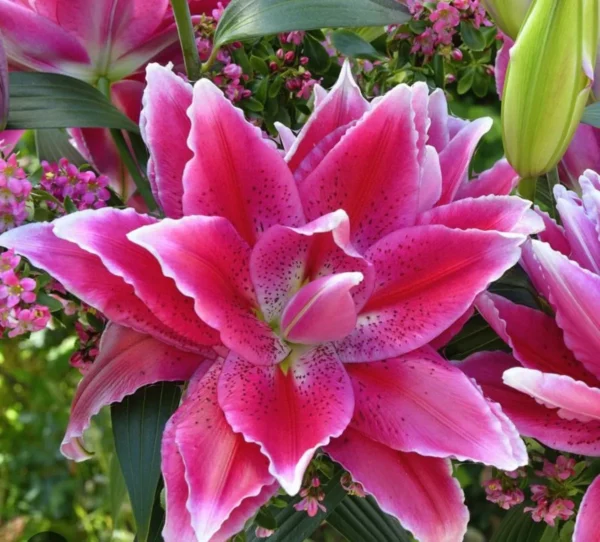 Close-up of vibrant pink ruffled lily
