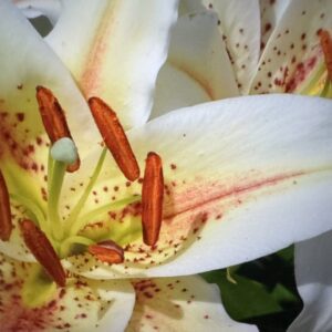 Close-up white lily with orange anthers