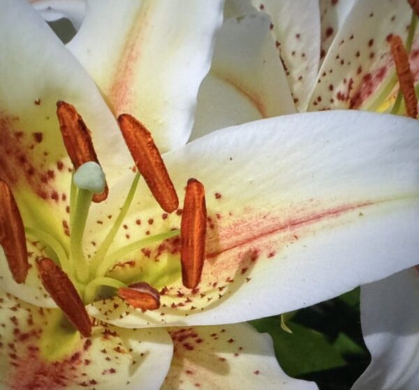 Close-up white lily with orange anthers