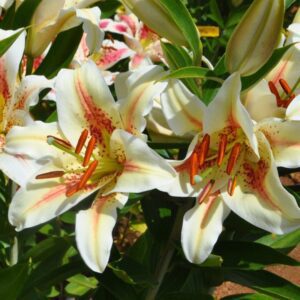 White lilies with pink centers and orange stamens