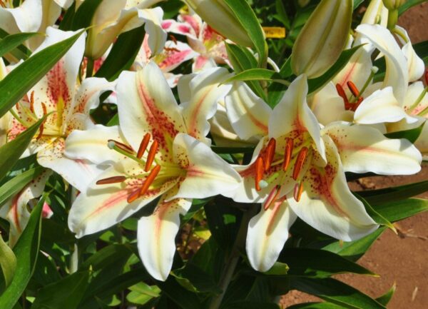 White lilies with pink centers and orange stamens