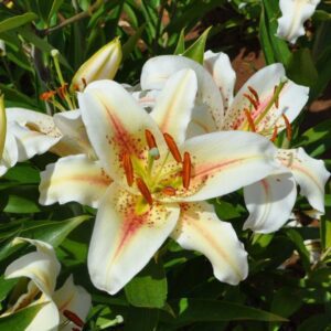 Close-up of white lilies with orange stamens