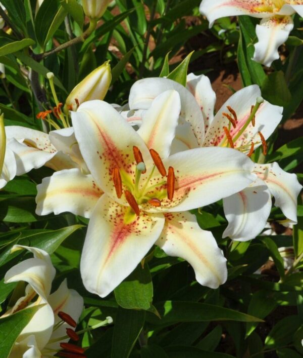 Close-up of white lilies with orange stamens