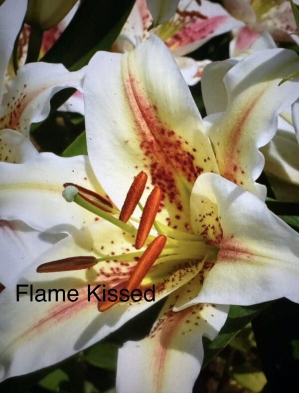 Flame-kissed white lily with orange stamens